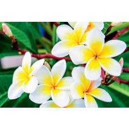 FRANGIPANI ABSOLUTE