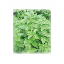 SPEARMINT ORGANIC