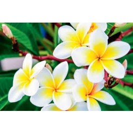 FRANGIPANI ABSOLUTE
